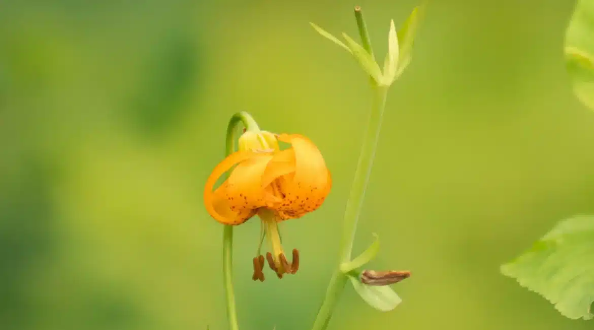 Carniolan Lily: The Heart and Symbol of Slovenia’s Heritage